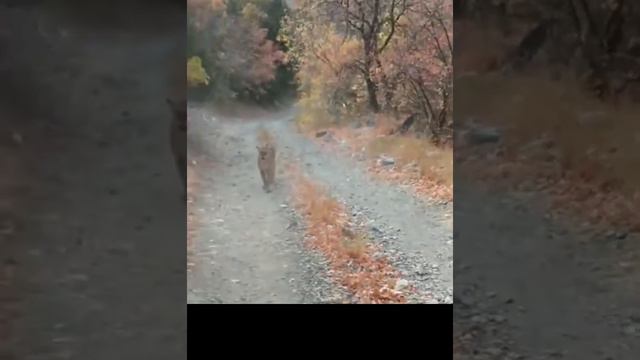 ПУМА НАПАЛА НА ПАРНЯ смотреть онлайн