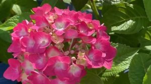 Крупнолистные гортензии БЕСКОНЕЧНОЕ ЛЕТО