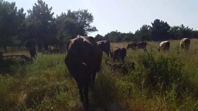 Козы не дали молока.Снова поменяди график.Отдых для себя смотреть онлайн