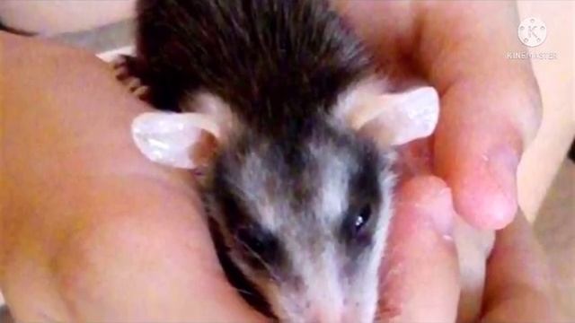 Кошка принесла с прогулки детеныша опоссума и стала ему настоящей мамой смотреть онлайн