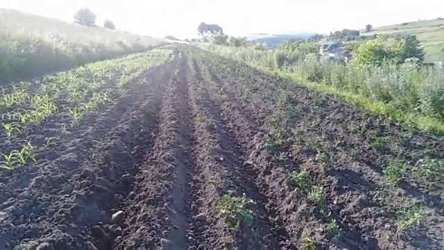 ВТОРОЕ ОКУЧИВАНИЕ КАРТОФЕЛЯ смотреть онлайн