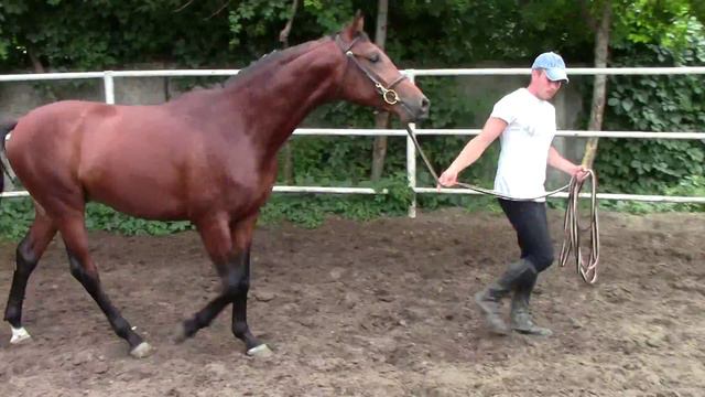 Ирвинг Харьковский Конный Завод 2015 смотреть онлайн