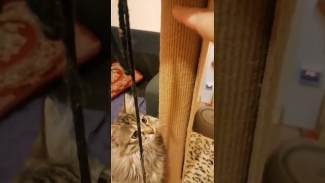 Когтеточка для кошки смотреть онлайн