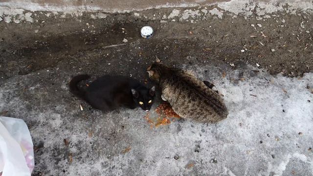 ЗНАКОМЬТЕСЬ КОШКИ смотреть онлайн