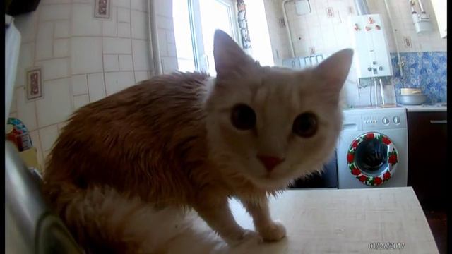 Есть ли предел кошачьей наглости? или Как стащить колбасу? смотреть онлайн