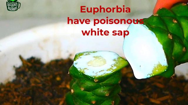 SUCCULENT PLANTS TYPES | Euphorbia | Monadenium Ritchiei | 多肉植物 | 다육이들 | SUCULENTAS | सरस смотреть онлайн