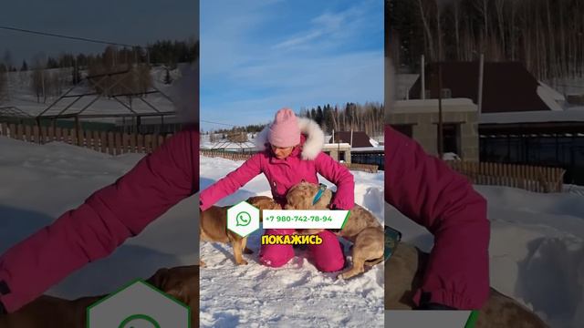 Вы просто обязаны иметь щенка американского булли от ТАКОЙ пары 🤩 смотреть онлайн
