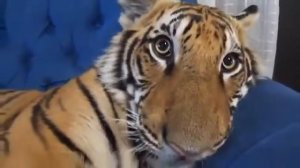 Топ 3 домашних тигра. Кто-нибудь скажите ему, что он тигр