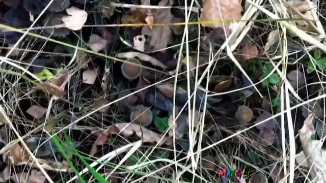 Рядовки бывают разными. Рядовка Серая и Грибы Мышата.