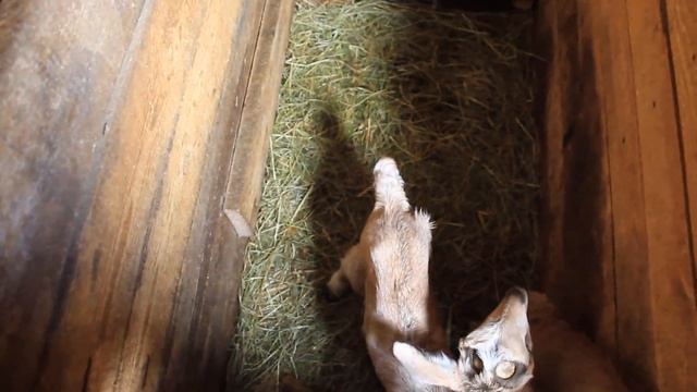 Как организовать место опороса. Нужна ли инфракрасная лампа. Когда выпускать поросят в загон. смотреть онлайн
