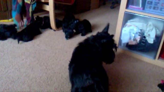 Scottish terrier puppies 2 months смотреть онлайн