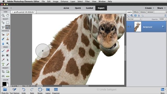 Photoshop Elements 14 Refine Selection Brush Tool