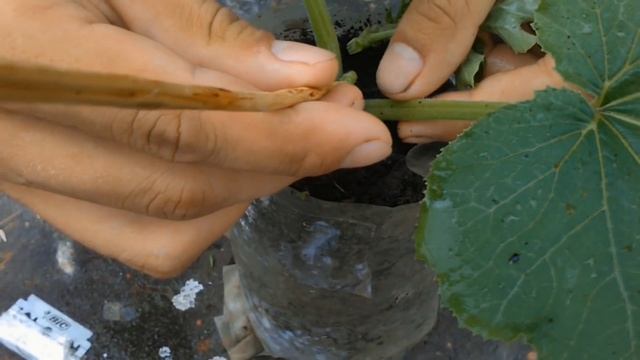 прививка арбуза на тыкву(лагенарию) смотреть онлайн