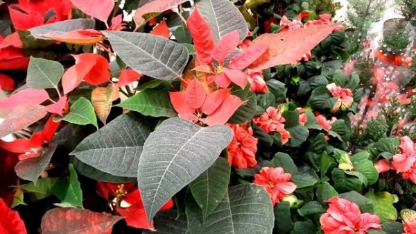 Пуансеттия / Poinsettia / Euphorbia pulcherrima