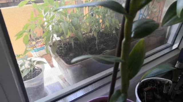 КУДА ставить-то?! :) смотреть онлайн