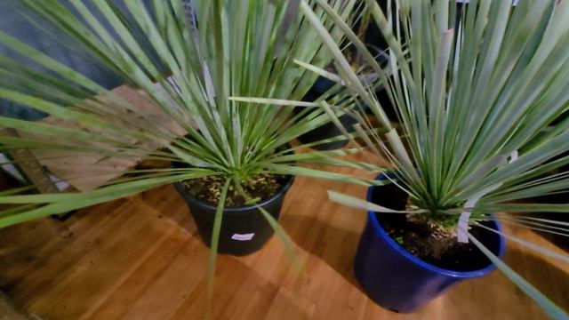 BUY YUCCAS, CORDYLINES or both - plants down to -20°C смотреть онлайн