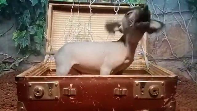 Лютик смотреть онлайн