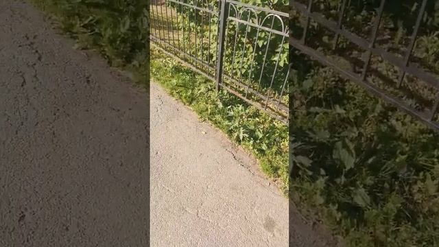 ЛЕТНЕЕ СОЛНЦЕСТОЯНИЕ. ИЗМЕНЕНИЕ ДНК? смотреть онлайн