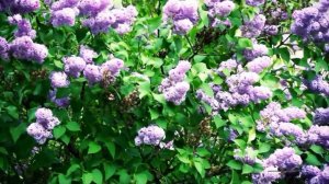 Расцвела сирень, черемуха в саду  Песня завораживает!