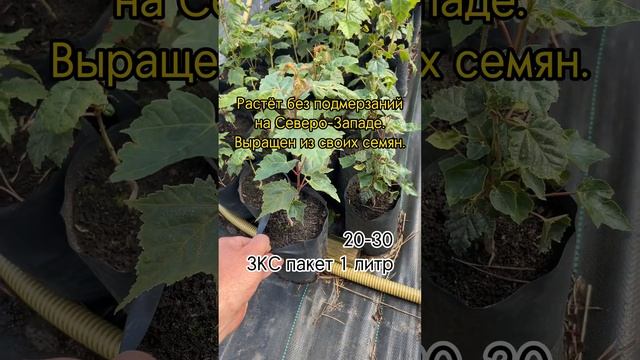 Клён зеленокорый. ЗКС, лето 2022 #Shorts смотреть онлайн