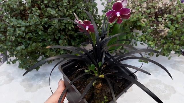 Офиопогон.Японский ландыш.Пересадка...