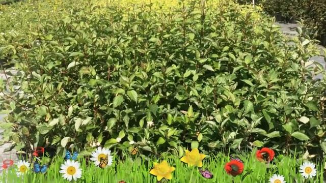 Дерен белый (kesselringii) ? Обзор: посадка и уход. крупномеры дерена : описание и особенности смотреть онлайн