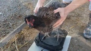 Джерсийский гигант в 5 месяцев