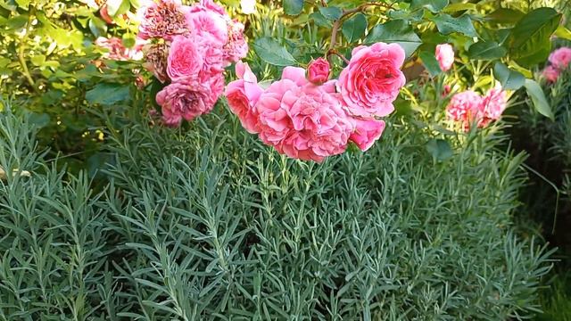 All about the rose Four seasons Все про троянду Чотири сезони. Прогулянка в улюбленому садочку. смотреть онлайн
