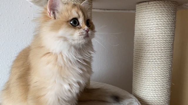 ?ЗОЛОТЫЕ КОШКИ?УХОД И ХАРАКТЕР?GOLDENKITTENS?GERMANY ?