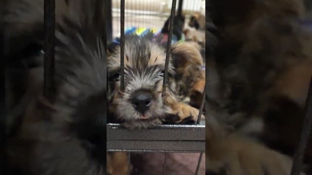 норвичи щенки смотреть онлайн