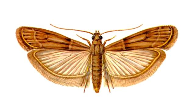 Как вывести пищевую моль, которая появилась на кухне смотреть онлайн