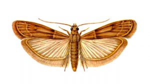 Как вывести пищевую моль, которая появилась на кухне