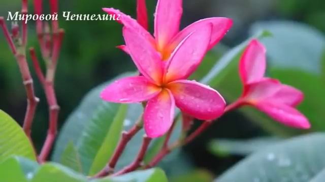 Крайон. Ченнелинг. Стена Веры! смотреть онлайн