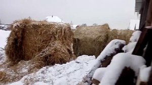 Чем кормлю коров! Как научить корову есть солому!