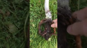 Погиб двулетний саженец яблони, почему?