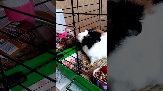 BonnieHomeChannel | Морская свинка пьёт воду смотреть онлайн