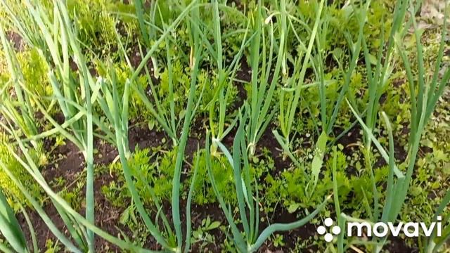 28 июня Урал//Жара-июнь(почти июль)//Цветочные будни на даче смотреть онлайн