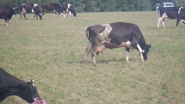 Стадо коров пасётся смотреть онлайн