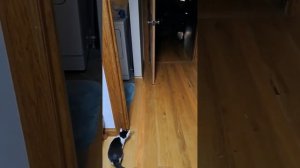 #shorts прикол №84