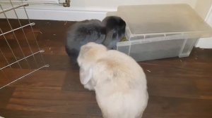 Smart bunnies! Gorgeous minilop rabbits showing how clever they are (...well, one of them is!)