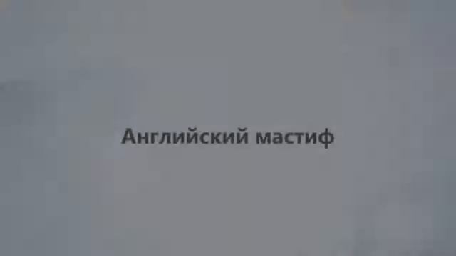 тересно 192 Топ 5 самых больших собак в мире Интересн. смотреть онлайн
