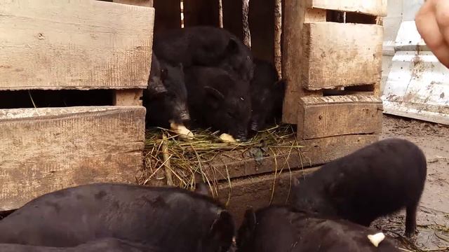 Вьетнамские поросята кушают бананы/ The Vietnamese pigs eat bananas смотреть онлайн