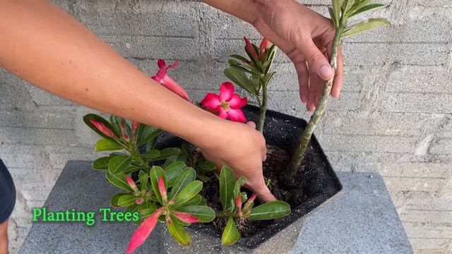 How To Propagate Adenium Flowers By Cuttings | Adenium Plant Care