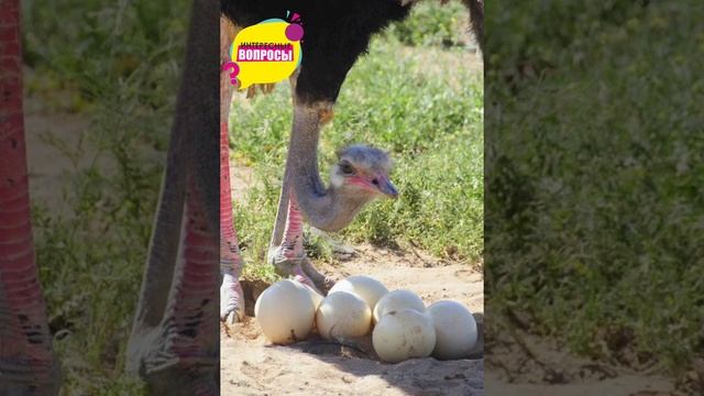 Зачем страусы сидят на яйцах? #shorts смотреть онлайн