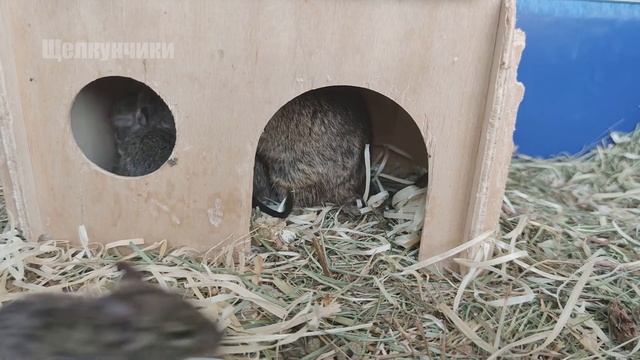 А у нас малыши дегу смотреть онлайн