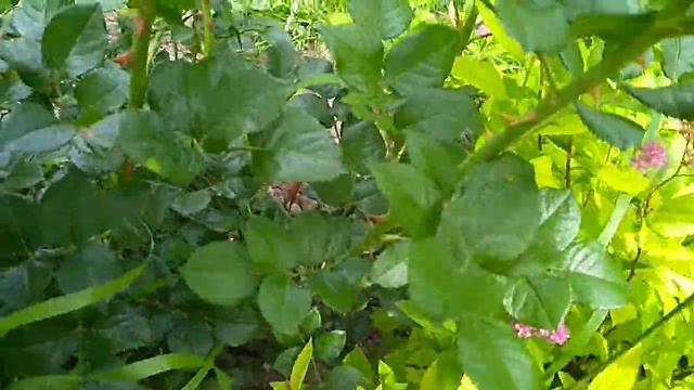 Спирея японская .Как и когда черенковать. смотреть онлайн