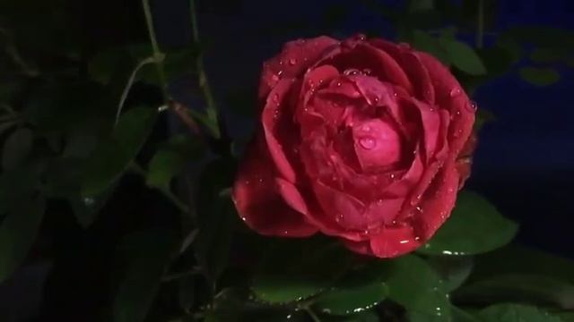 Алтайское пение//Altai SINGING смотреть онлайн