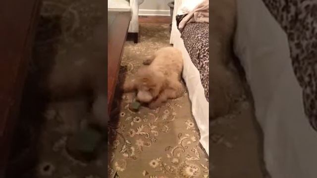 Dogs gone crazy Louie Goldendoodle 21 weeks смотреть онлайн