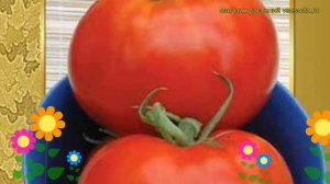 Томат обыкновенный Жонглер f1. Краткий обзор, описание характеристик, где купить семена Zhongler f1