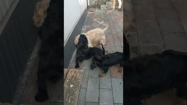 Кокапу щенки. Cockapoo Puppies.
